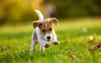 The 10 most original names to give to a male dog