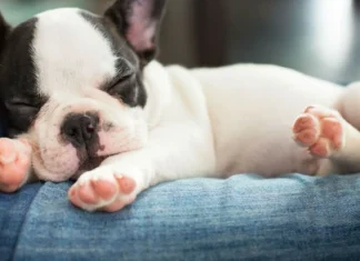 The most beautiful and original names to give to a dog