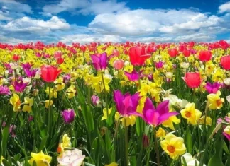 The perfect flower for every sign of the zodiac