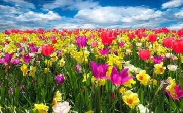 The perfect flower for every sign of the zodiac