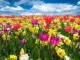 The perfect flower for every sign of the zodiac