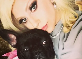 Vip dogs, the four-legged friends of celebrities