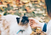 Zodiac signs and animals: affinities and analogies between heaven and earth