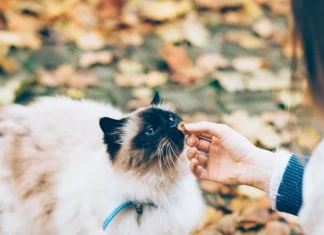 Zodiac signs and animals: affinities and analogies between heaven and earth